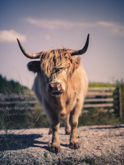 Highland cattle