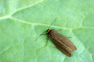 Rotkragenflechtenbärchen