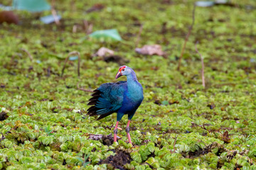 Purple swamp hen feeding on a marshy water in Sri Lanka