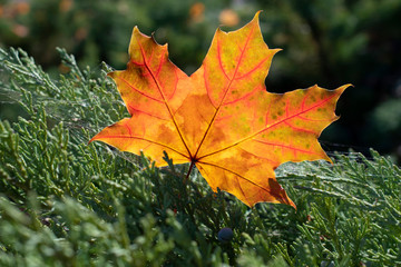 Fototapeta na wymiar The bright yellow-red maple leaf is on the juniper branches