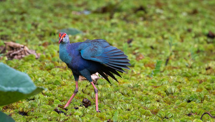 Purple swamp hen feeding on a marshy water in Sri Lanka