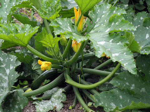 Zuchinipflanze im Garten