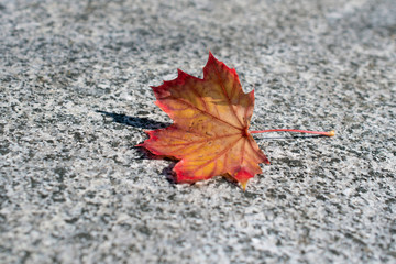 The red maple leaf is on the gray granite floor