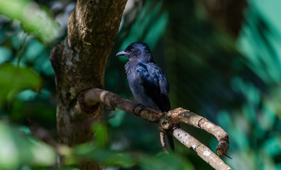 White Bellied Drongo perched on a tree in sri lanka