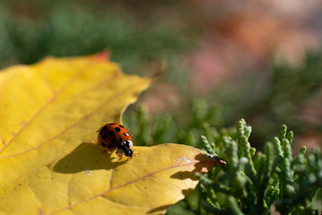 The amazing ladybug seats on the yellow leaf closeup