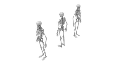 Skeleton multiple views of a human computer renderd skeleton,