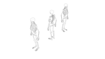 Skeleton multiple views of a human computer renderd skeleton,