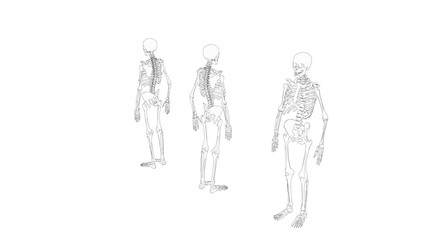 Skeleton multiple views of a human computer renderd skeleton,