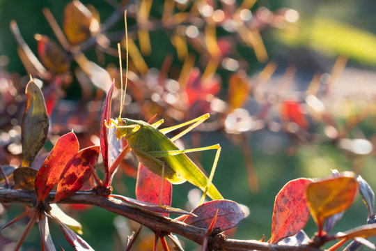 Green grasshopper seats on the prickly branch