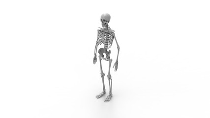 Skeleton multiple views of a human computer renderd skeleton,