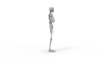 Skeleton multiple views of a human computer renderd skeleton,