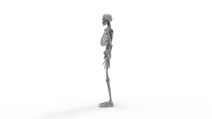 Skeleton multiple views of a human computer renderd skeleton,