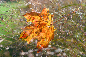 The beautiful yellow-red maple leaf closeup