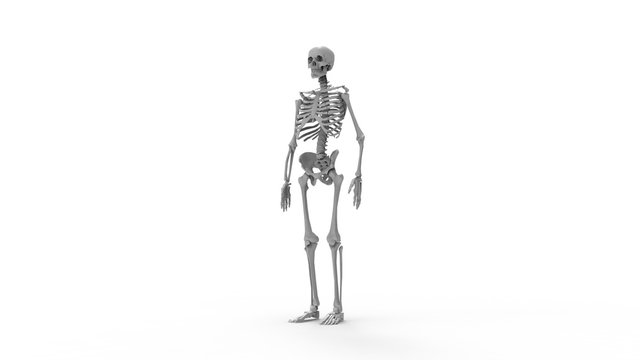 Skeleton multiple views of a human computer renderd skeleton,