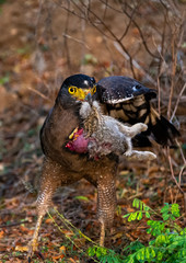 Crested Serpent Eagle after a hunt with its catch in yala national park in sri lanka