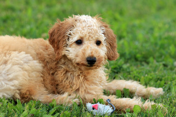 Pudelwelpe und Terrier spielen miteinander