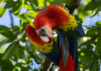 Scarlet Macaw in Costa Rica  © Harry Collins
