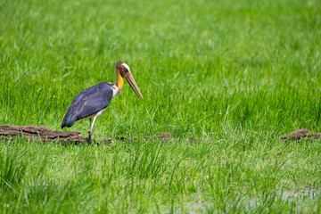 Naklejka premium Lesser Adjutant looking for its meal in a marsh in Wilpatthu national park in sri lanka