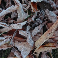 Frost on birch leaves at Spring