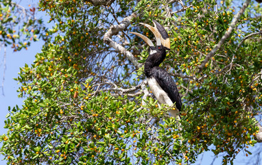 Oriental Pied Hornbill feeding on some fruits in yala national park in sri Lanka