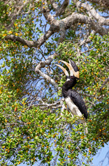 Oriental Pied Hornbill feeding on some fruits in yala national park in sri Lanka