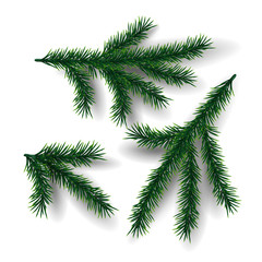 Set of fir branches isolated on white background. Vector illustration.