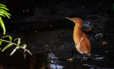 Cinnamon Bittern looking for its meal in nawala water park in sri lanka