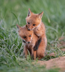 Red fox kits playing