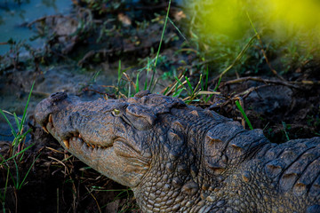 Mugger Crocodiles found in Sri Lanka