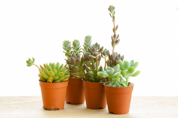 Mix of Echeveria Succulent Flowering Plant Clay Pots on Wood Table Top ,White Background