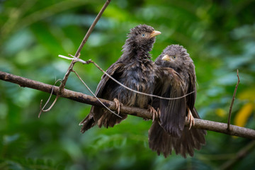 Two Yellow-billed Babbler drying them self after heavy rains in Sri Lanka