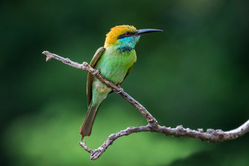 Little Green Bee-eater perched in a tree with a Bokeh background  