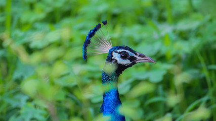 peacock at at sariska national park