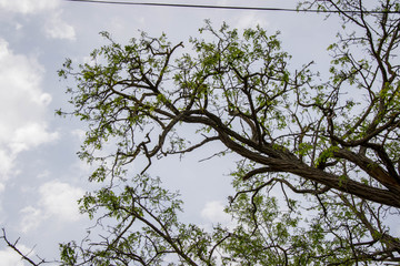 Tree with beautiful curved branches against cloudy blue sky, nature concept, copy space, springtime
