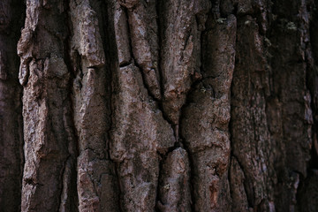 tree bark structure, texture and background