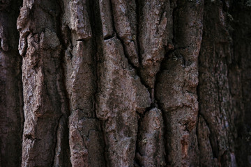 tree bark structure, texture and background