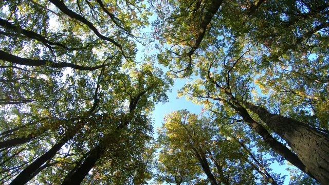 ein Wald, von unten nach oben gefilmt