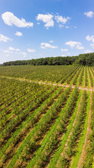 Fototapeta na wymiar Aerial view of apple orchard with beautiful blue sky on background, vertical landscape. Themes of agro-industrial business and gardening