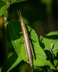 Cattail Toothpick Grasshopper along the nature trail in Pearland!
