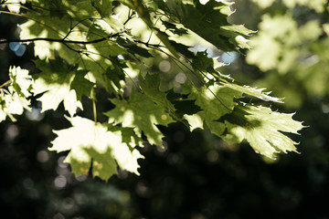 maple green leaves on a tree