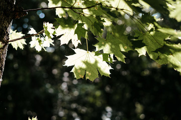maple green leaves on a tree