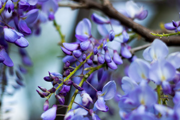 wisteria on the branch