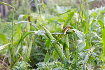 green corn field on farm
