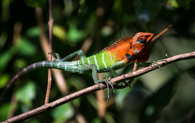 An endemic Green Lizard found in sinharaja Sri Lanka
