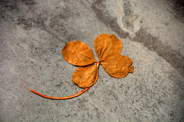 dried four-leaf clover symbol for everlasting luck, lucky clover saint patrick concept