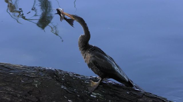 anhinga with a fish near Florida lake
