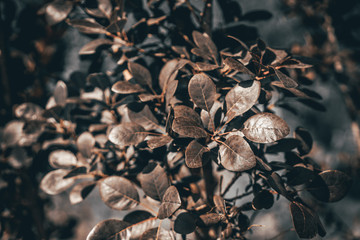 shrub barberry with brown leaves