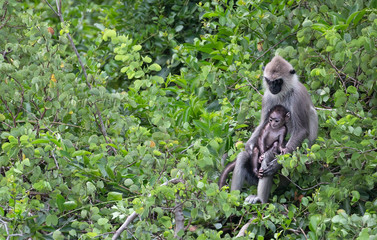 A mother holdings its baby monkey resting on some think bushes in Yala national park in Sri Lanka