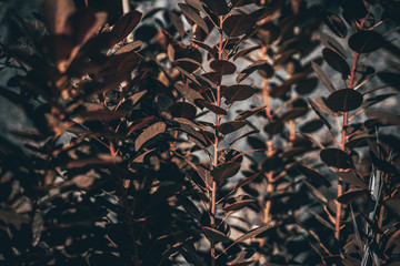 shrub barberry with brown leaves