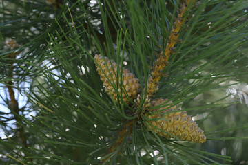 Pine tree and cone